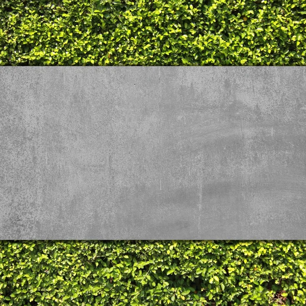 Cement wall and green leaf — Stock Photo, Image