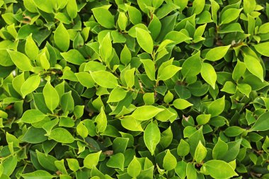 yaprak yeşil arka plan