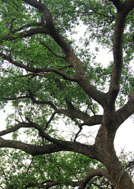 ağacın altında şubesi ile