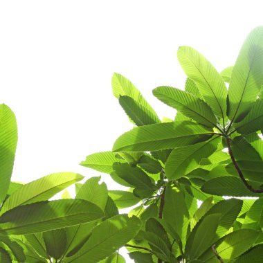 Yeşil yaprak ve dal