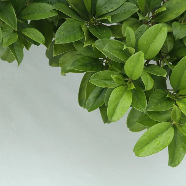 Folha verde com gotas de água — Fotografia de Stock