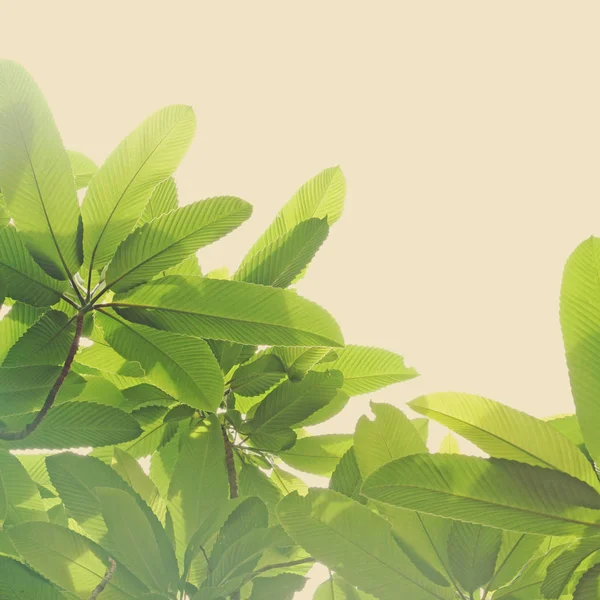 Grönt blad och grenar — Stockfoto