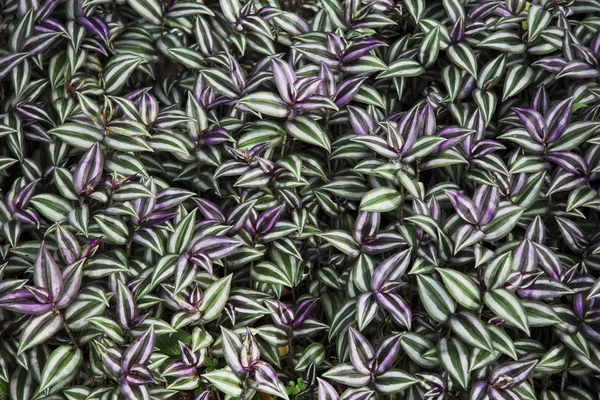 Purple and green leaves background