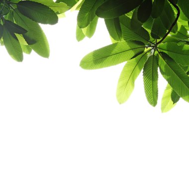 Yeşil yaprak ve dal