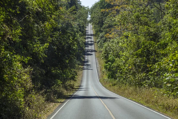 Route asphaltée en forêt — Photo