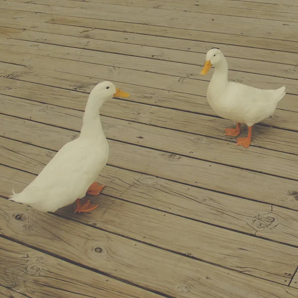 Pato blanco caminando — Foto de Stock