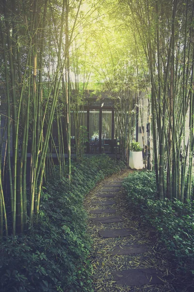 Bana med bambu trädgård — Stockfoto