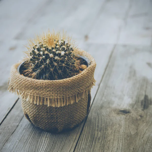 Cactus echinopsis calochlora — Foto de Stock