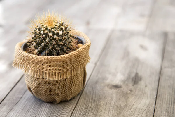 Cactus echinopsis calochlora — Foto de Stock