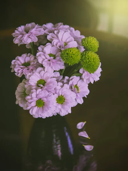 Blüte rosa Chrysanthemen — Stockfoto