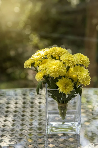 Flor de crisântemo amarelo — Fotografia de Stock