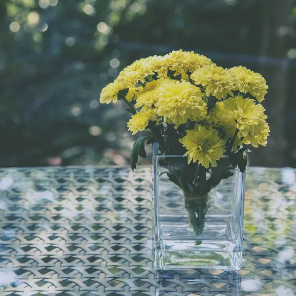 Flor de crisântemo amarelo — Fotografia de Stock