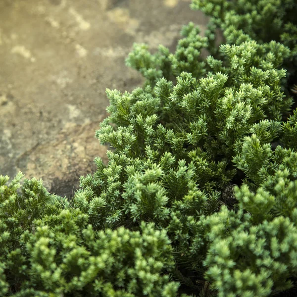 Green leaf on stone — Stock Photo, Image