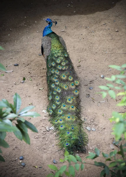 Pfau spaziert im Garten — Stockfoto