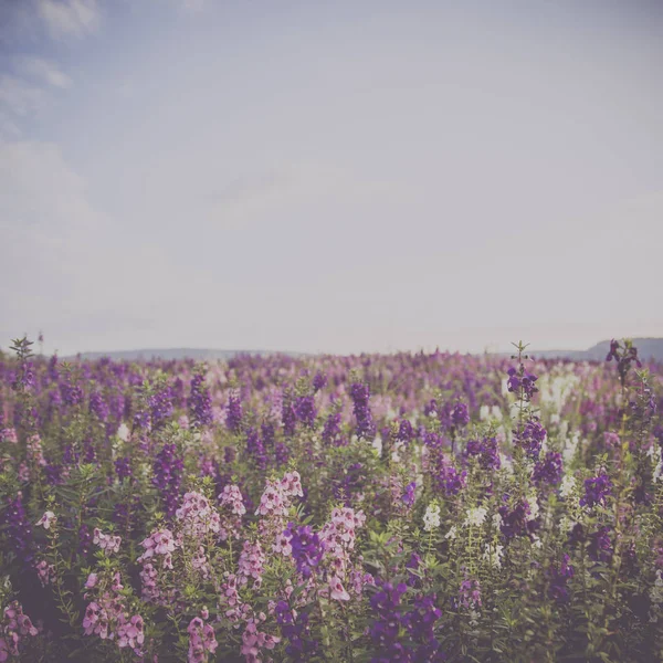 Fleurs (salvia officinalis) dans le jardin — Photo