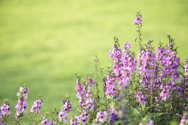 Fiori (salvia officinalis) in giardino — Foto Stock