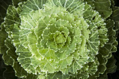 Süs lahana dekoratif