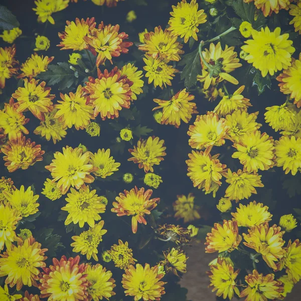 Fleur de chrysanthème jaune — Photo