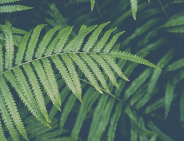 Fern yaprak ile su damlası