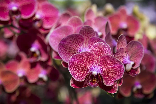 Paarse orchidee bloem — Stockfoto