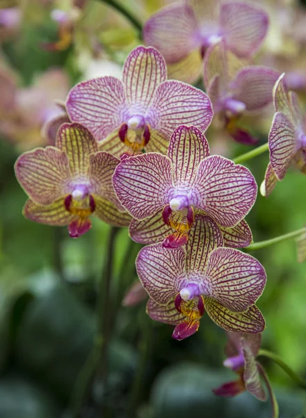 Zweig der Orchideenblume — Stockfoto