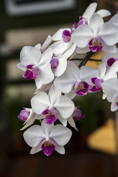 Biały kwiat orchidei — Zdjęcie stockowe