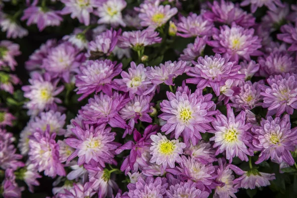 Yellow chrysanthemum flower — Stock Photo, Image