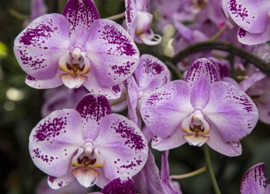 Mor orkide çiçeği.