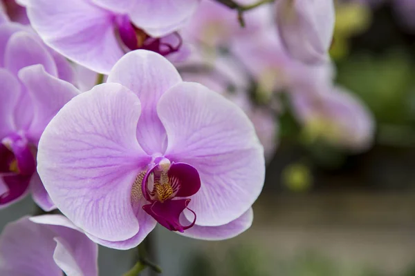 Lila Orchideenblüte — Stockfoto