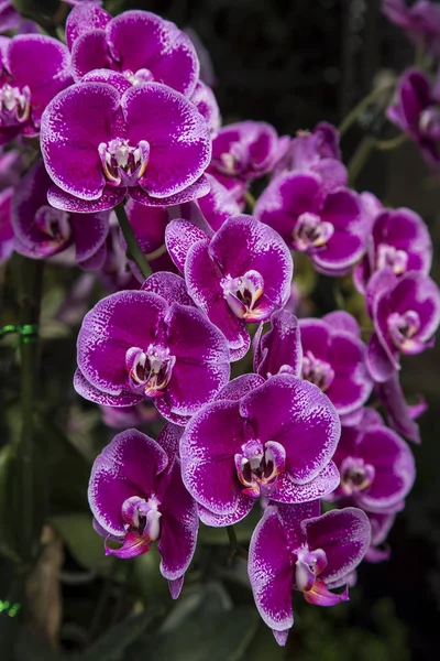 Lila Orchideenblüte — Stockfoto