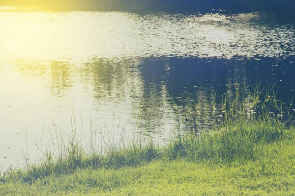 Grama verde com lagoa — Fotografia de Stock