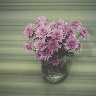 Pembe kasımpatı çiçeği