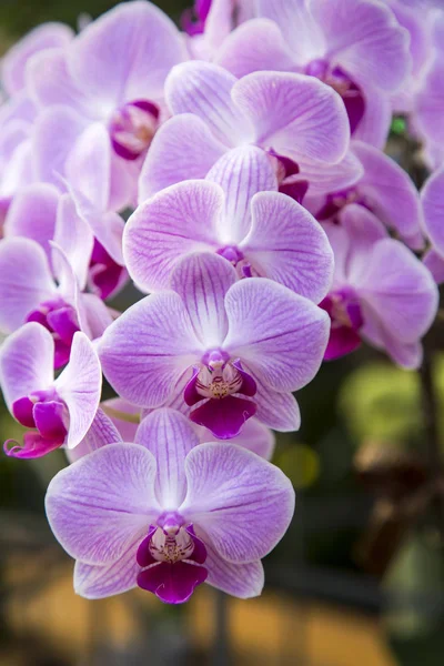 紫兰花 — 图库照片