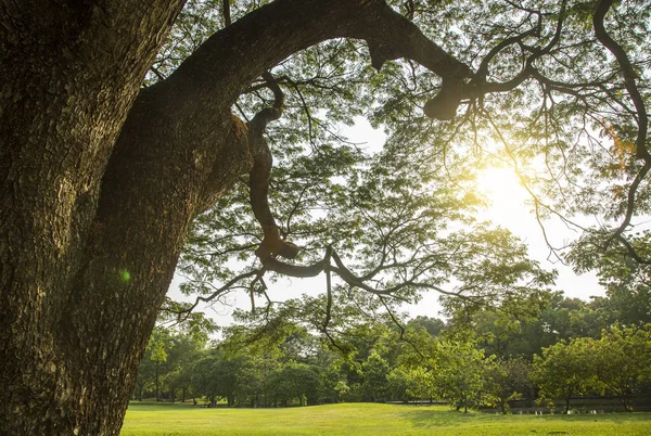 Sotto l'albero in giardino — Foto Stock