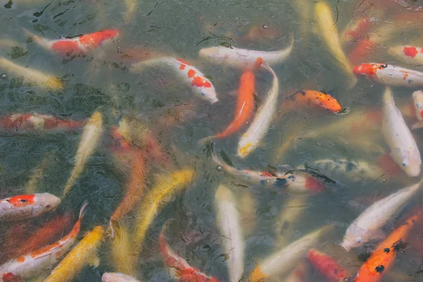 Peixe Koi nadando — Fotografia de Stock