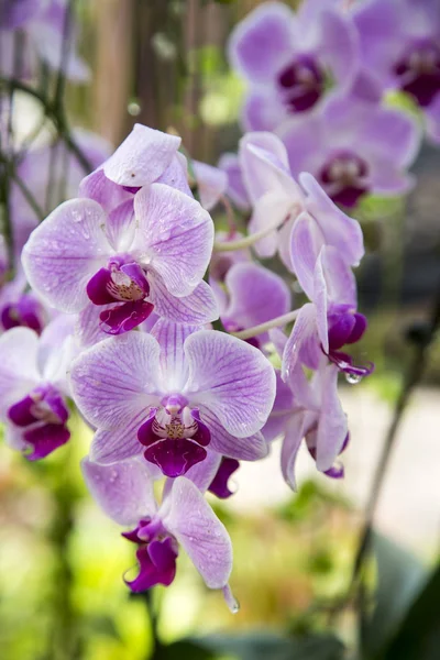 Lila Orchideenblüte — Stockfoto