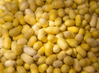 Önce koza İpek iplik için işlenen