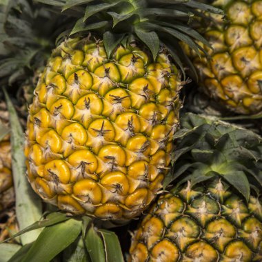 Ananas Meyve pazarında