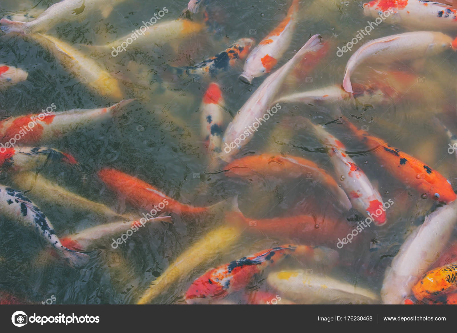 Koi fish swimming Stock Photo by ©liewluck 176230468