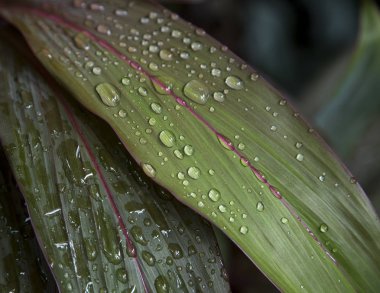 Su damlalı yeşil yaprak