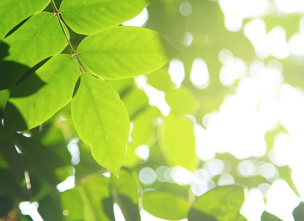 Folha verde com sol — Fotografia de Stock