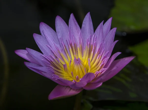 Close up lotus blossom — Stock Photo, Image