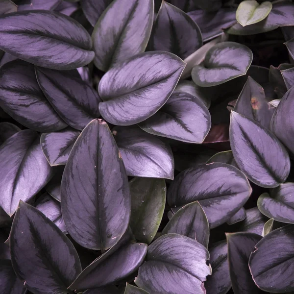 식물 잎 배경 — 스톡 사진