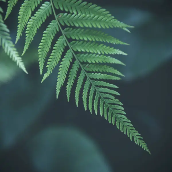 Fern leaf in the garden — Stock Photo, Image