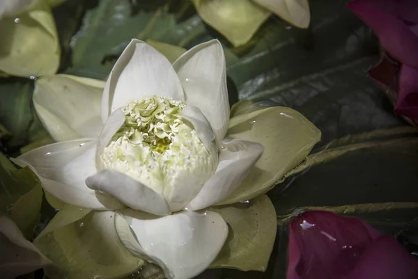 Lotusblume schwimmt auf dem Wasser — Stockfoto