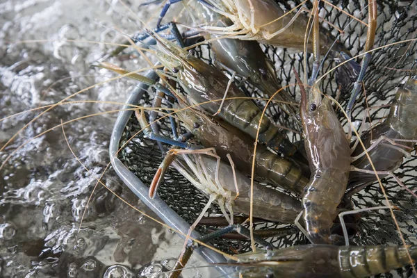 Fresh giant prawns — Stock Photo, Image