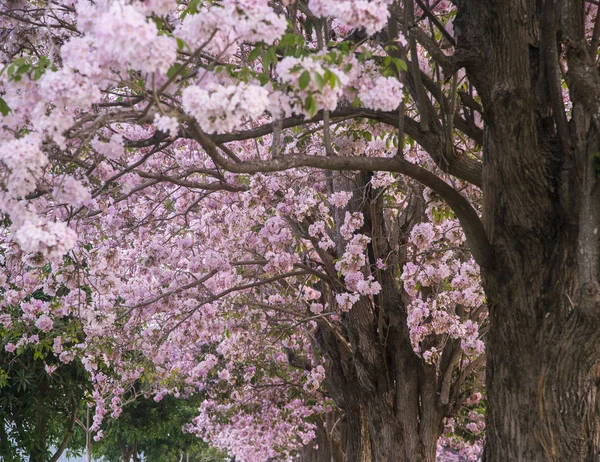 Tabebuia rosea blossom — Stock Photo, Image