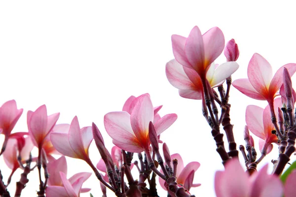 Rosa Frangipani-Blüten — Stockfoto