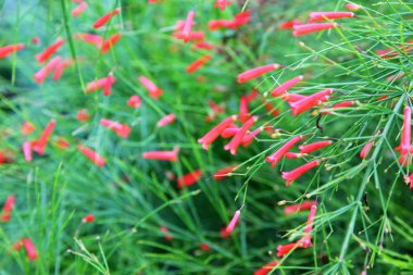 Russelia equisetiformis Schlecht çiçek