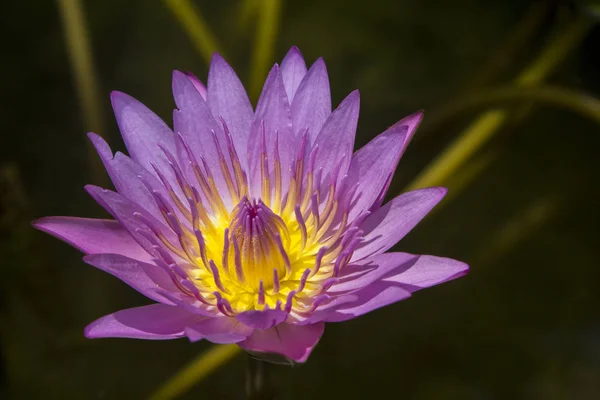 Lotus blossom blooming in pond — Stock Photo, Image